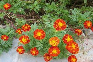 孔雀草的花語和寓意