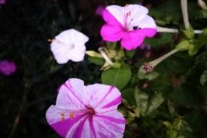 紫茉莉的花語和寓意