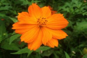 硫華菊花語是什么，有什么代表意義？