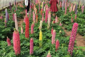 羽扇豆的花語和寓意