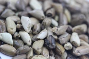 墨西哥玉米草一年可以割幾次(產量有多少)