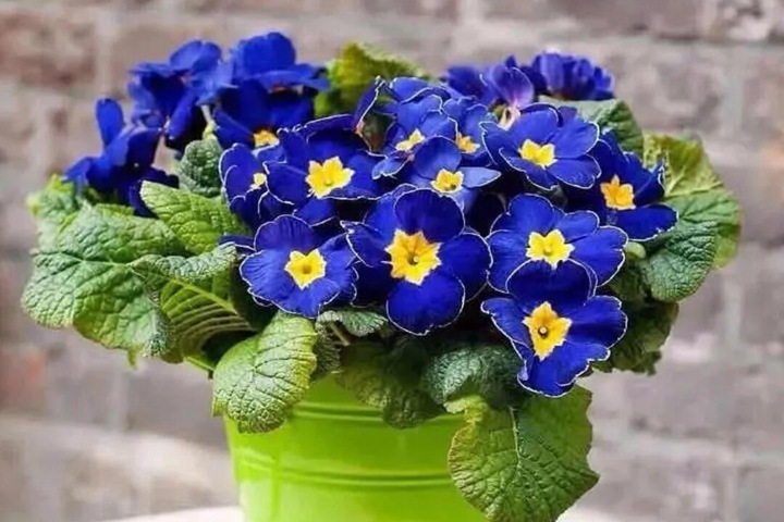 報春花.jpg