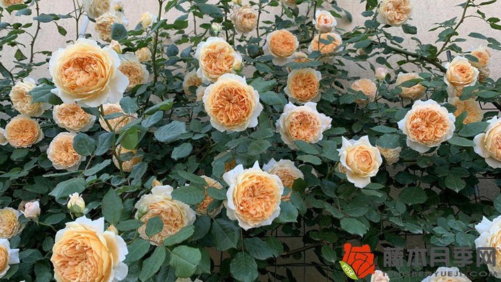 薔薇種植風水禁忌，可以種在院子里么
