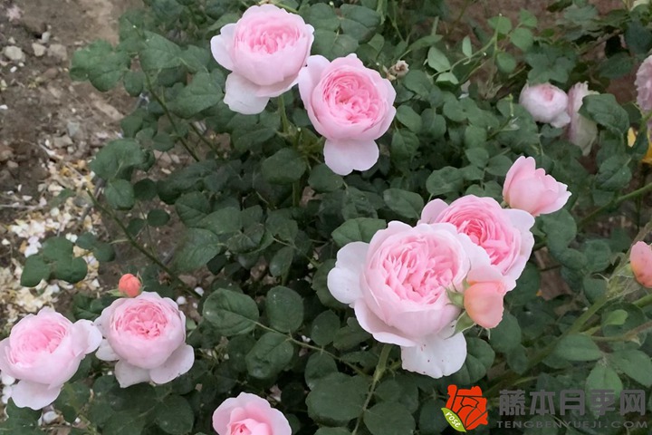 薔薇種植風水禁忌，可以種在院子里么