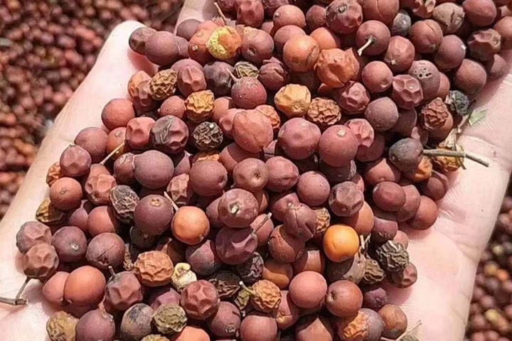 沙樸種子