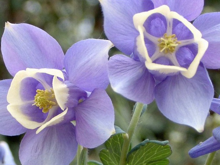 大花耬斗菜種子怎么催芽，什么時候播種最好
