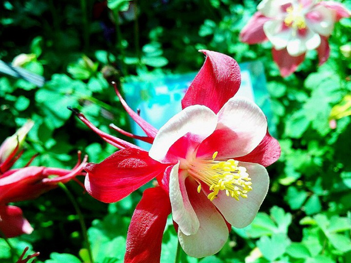 大花耬斗菜種子怎么催芽，什么時候播種最好