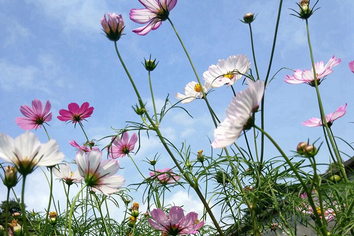波斯菊適合什么時候播種，怎么種發芽率高