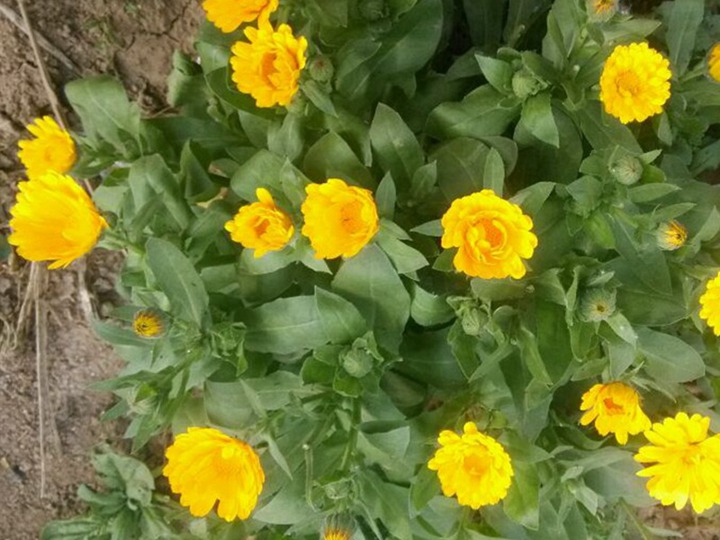 金盞菊種子播種后多久發芽，什么時候開花
