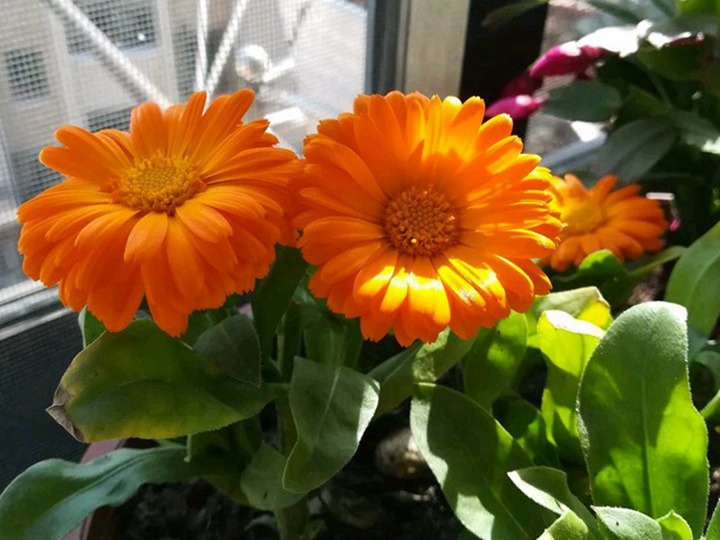 金盞菊種子播種后多久發芽，什么時候開花