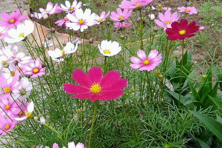 格桑花10月可以播種嗎，需要注意些什么？
