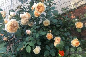 薔薇種植風水禁忌，可以種在院子里么