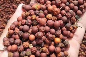 沙樸種子圖片_價格_種植方法