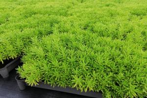 佛甲草多少錢一平方，怎么種植呢