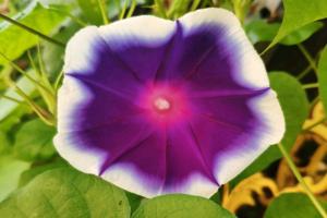 牽牛花幾月播種最好，種子播種后多久才能開花？