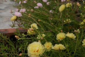 太陽花種子什么時候播種最好，夏天可以播種么？