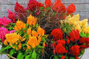 火焰雞冠花的花語和傳說