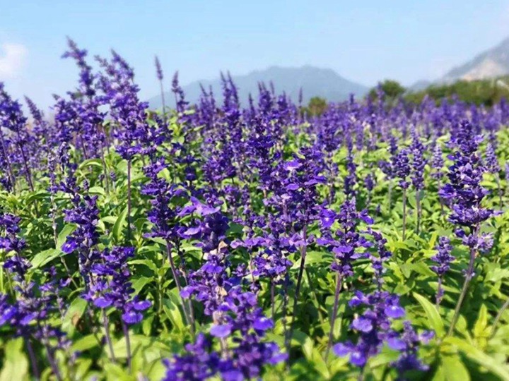 宿根鼠尾草種子一平方種多少，種子種植方法