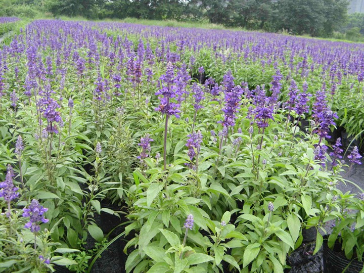 宿根鼠尾草種子一平方種多少，種子種植方法
