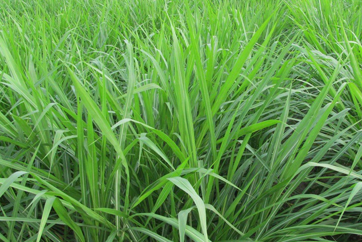 皇竹草施什么肥效果好(詳細種植方法在此)