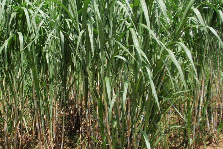 甜象草種節怎么過冬保存 甜象草種節冬季存儲方法