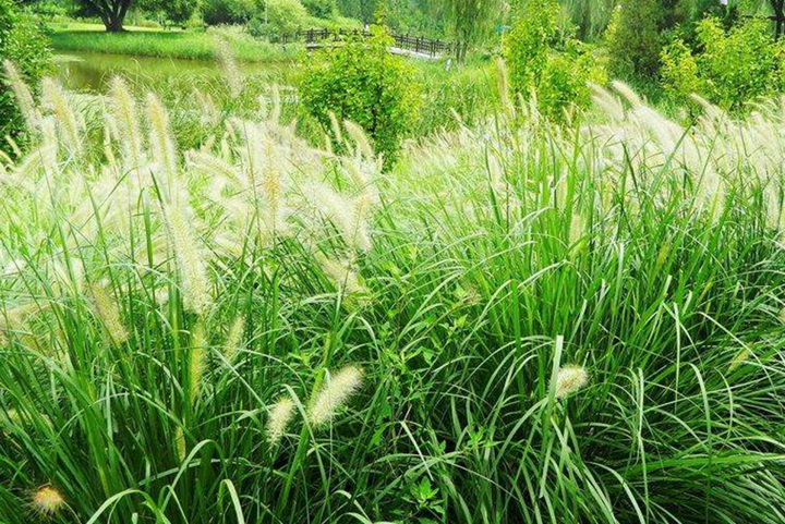 狼尾草什么時候播種，花期是幾月份