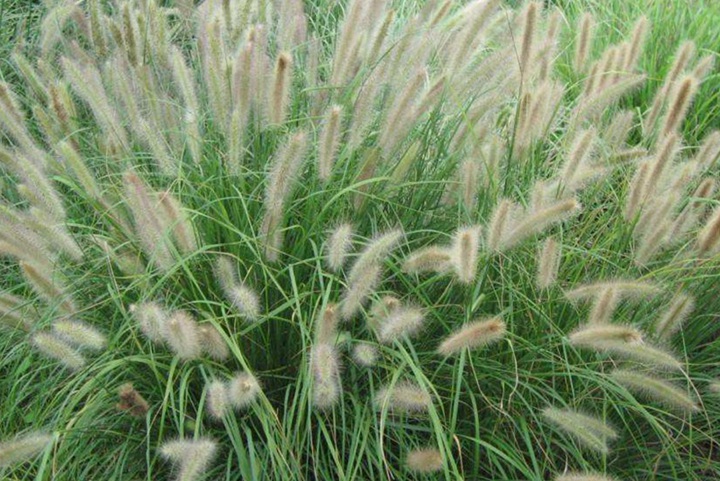狼尾草什么時候播種，花期是幾月份