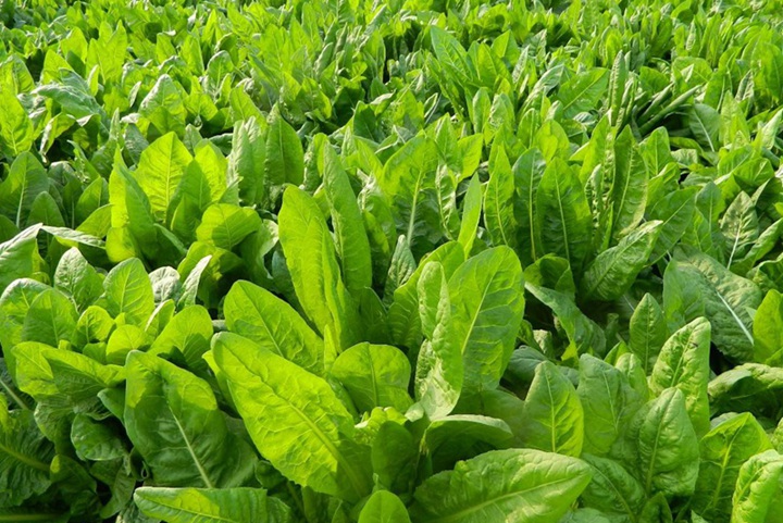 菊苣牧草畝產量多少斤