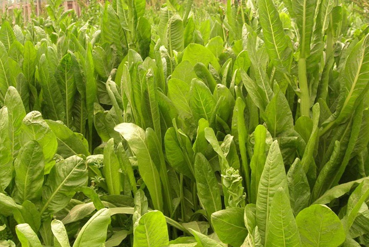 菊苣牧草畝產量多少斤