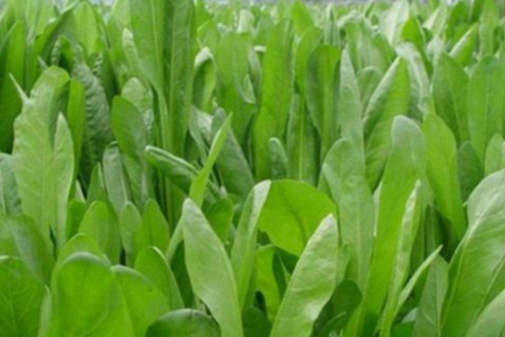 菊苣牧草畝產量多少斤