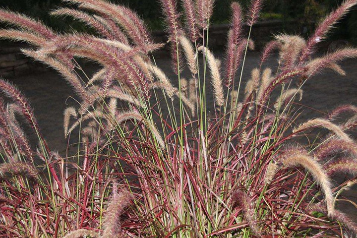 紫穗狼尾草一平米種植多少株？