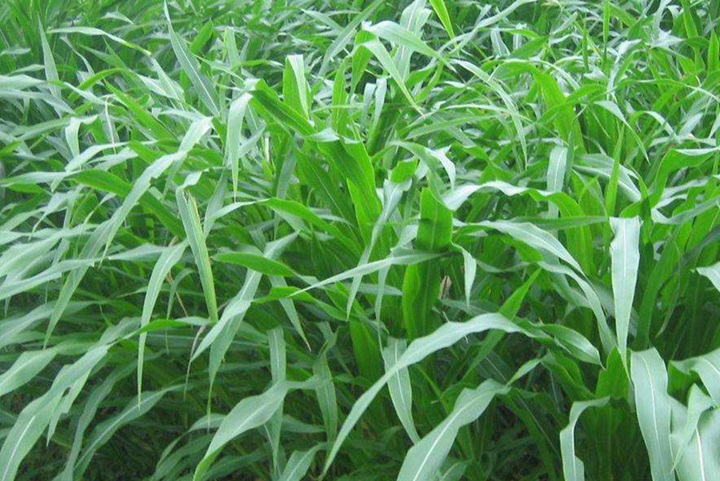 什么牧草產量高營養好