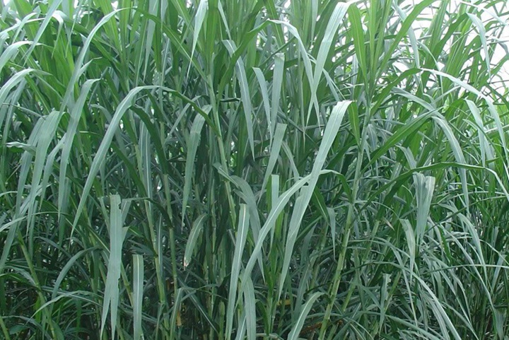 養兔子種植什么牧草最好