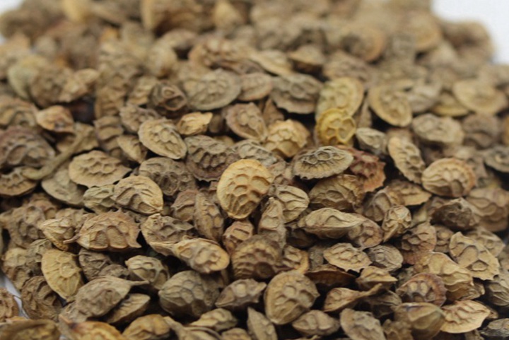 紅豆草種植時間和方法