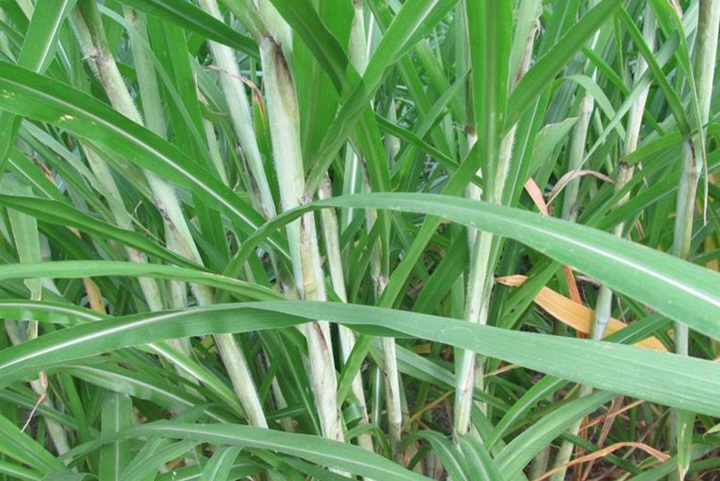 皇竹草青貯飼料的制作方法
