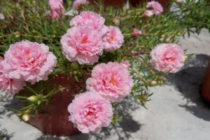 太陽花種子播種季節和種植方法
