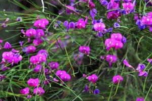 花棒什么時候開花，花棒的花期是幾月