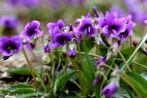 紫花地丁種子什么時候播種，一年開幾次花