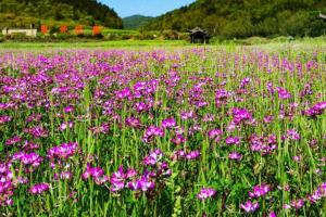 綠肥紫云英種子種植方法和時間