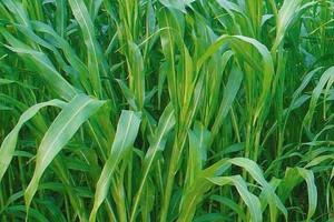 蘇丹草產量一畝地多少斤