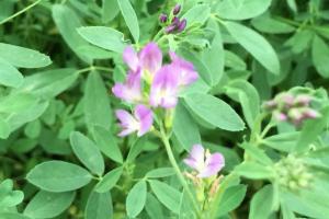 紫花苜蓿為什么被稱為牧草之王