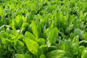 菊苣牧草畝產量多少斤