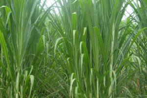 皇竹草和玉米秸稈哪個營養價值高