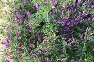 光葉紫花苕子營養價值-光葉紫花苕子可以吃嗎