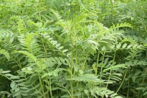 沙打旺牧草是多年生嗎(能生長幾年)