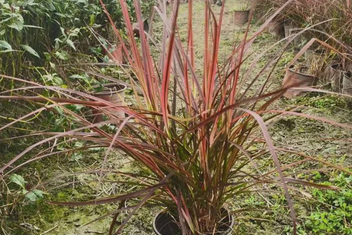紫葉狼尾草種植方法(2022年新版)