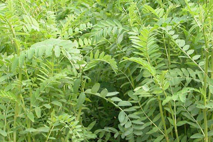 牧草沙打旺什么時候播種？