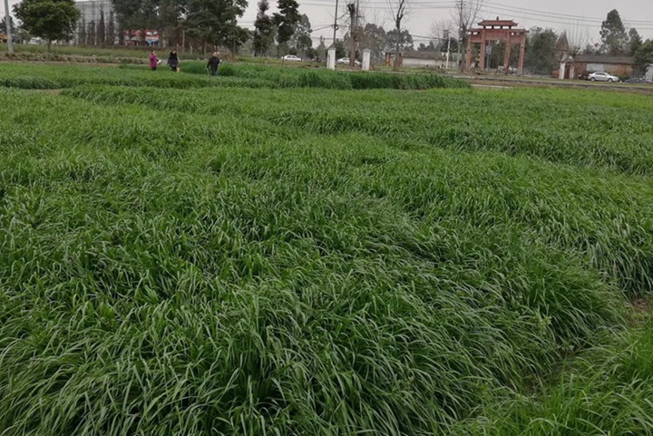 黑麥草種子什么時候種