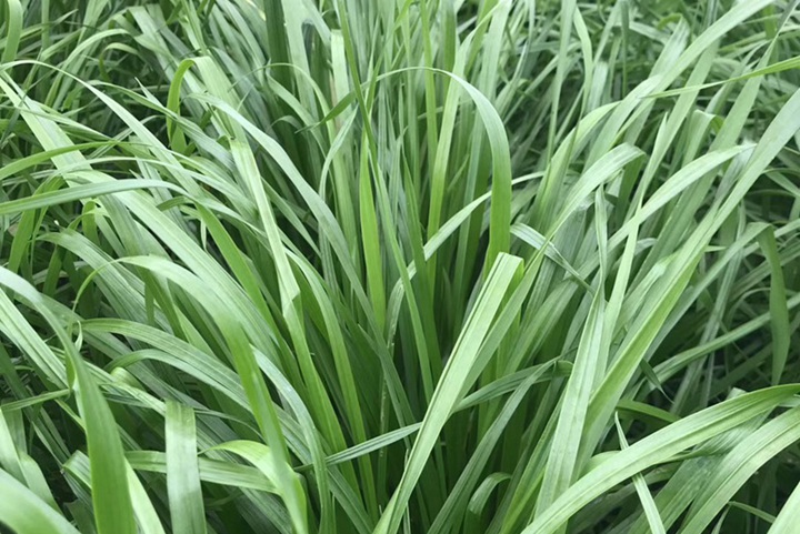 適合北方種植的多年生牧草