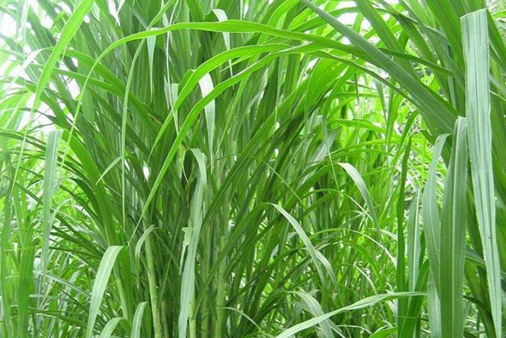 畜牧草種子去哪里買